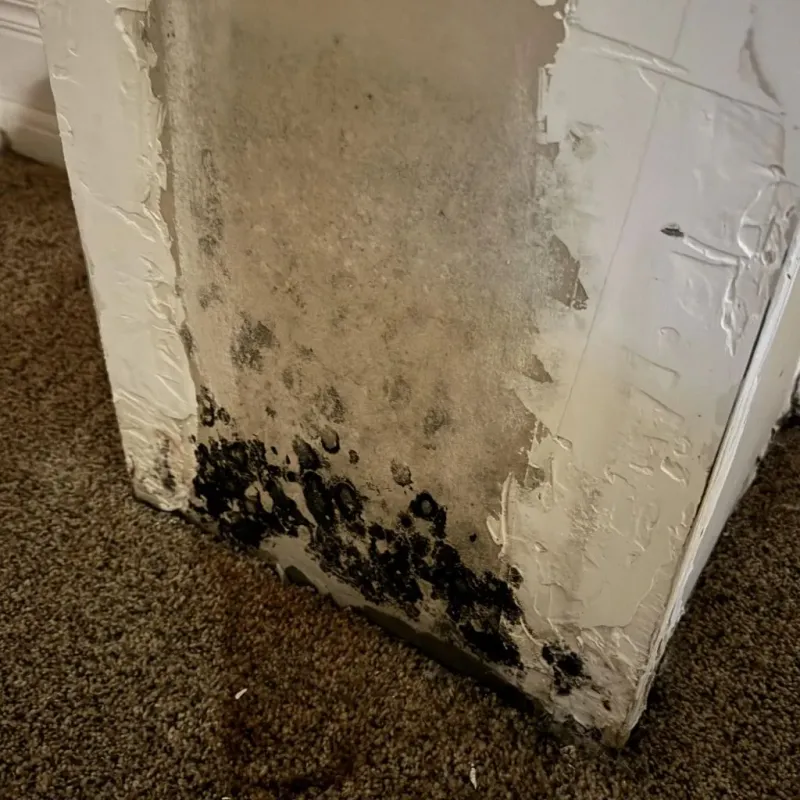 Professional Mold Removal in Troy, PA